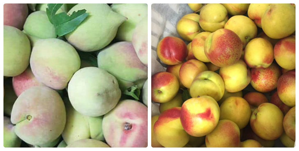 Nh&igrave;n v&agrave;o đặc điểm n&agrave;y để ph&acirc;n biệt đ&agrave;o Sapa v&agrave; đ&agrave;o Trung Quốc, tr&aacute;nh tiền mất tật mang - Ảnh 1.