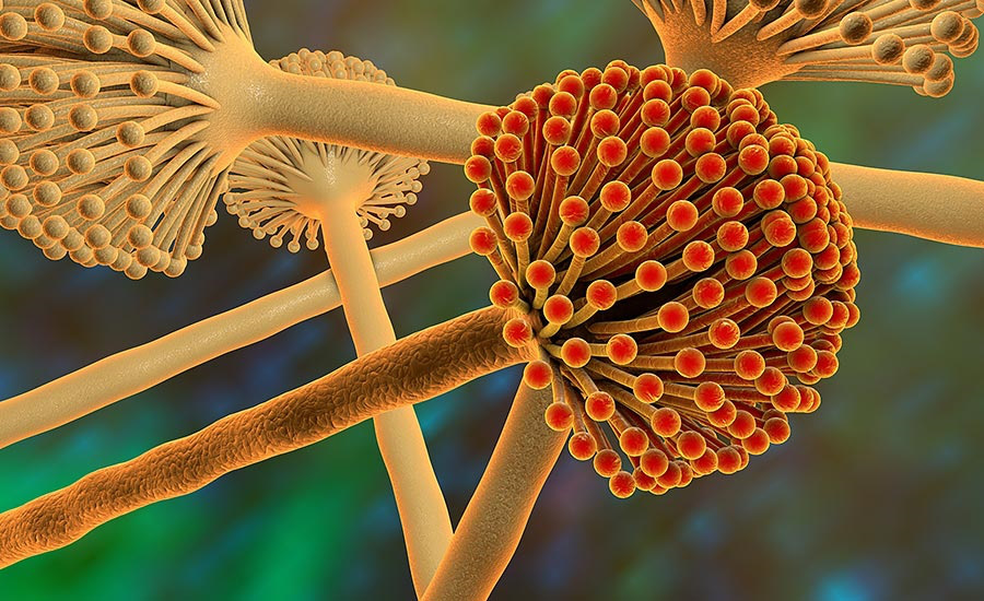 Loại chất độc mà WHO xếp vào nhóm gây ung thư số 1, nấu chín cũng không thể tiêu diệt hóa ra luôn tồn tại ở 4 món đồ này trong bếp nhà bạn - Ảnh 1. Loại chất độc mà WHO xếp vào nhóm gây ung thư số 1, nấu chín cũng không thể tiêu diệt hóa ra luôn tồn tại ở 4 món đồ này trong bếp nhà bạn - Ảnh 1.