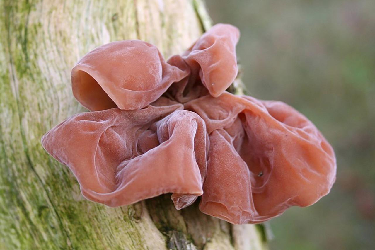 Loại chất độc mà WHO xếp vào nhóm gây ung thư số 1, nấu chín cũng không thể tiêu diệt hóa ra luôn tồn tại ở 4 món đồ này trong bếp nhà bạn - Ảnh 3. Loại chất độc mà WHO xếp vào nhóm gây ung thư số 1, nấu chín cũng không thể tiêu diệt hóa ra luôn tồn tại ở 4 món đồ này trong bếp nhà bạn - Ảnh 3.