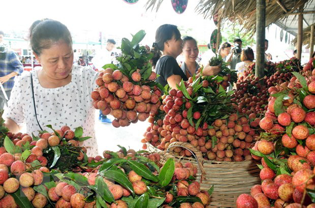 309 thương nhân vào Việt Nam mua vải thiều có tạo gánh nặng lên ngành y tế khi COVID-19 chưa kết thúc? - Ảnh 2.