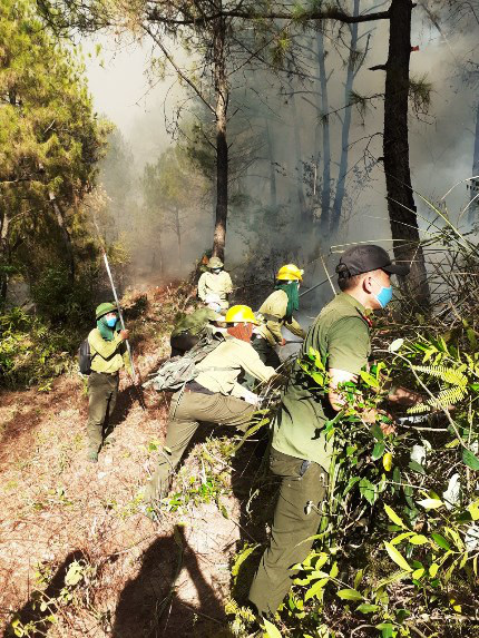  Triệu tập một số đối tượng liên quan đến các vụ cháy rừng liên tiếp ở Nghệ An - Ảnh 1.