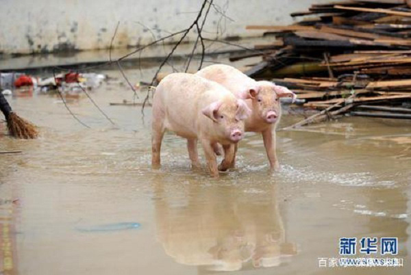 Trẻ em được giải cứu, riêng chó mèo lợn gà động vật hoang dã tự chạy trốn trong mưa lũ ở Trung Quốc - Ảnh 8.