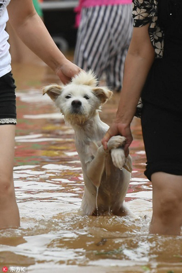 Trẻ em được giải cứu, riêng chó mèo lợn gà động vật hoang dã tự chạy trốn trong mưa lũ ở Trung Quốc - Ảnh 9.