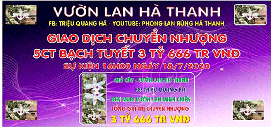 Một buổi uống trà, qua tay 3 giò lan Bạch Tuyết 3,6 tỷ đồng - Ảnh 1.