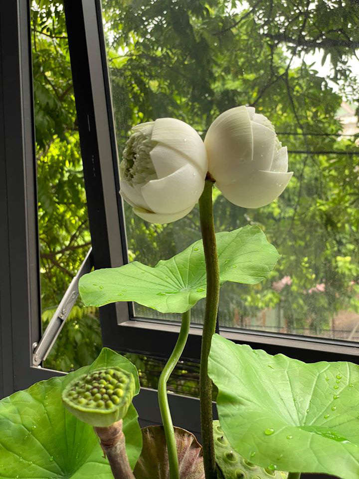 Qu&yacute; hiếm những đ&oacute;a sen sinh đ&ocirc;i mang t&ecirc;n Tịnh Đế, gi&aacute; b&aacute;n cao 200.000 đồng/b&ocirc;ng vẫn nhiều người chờ được mua - Ảnh 1.