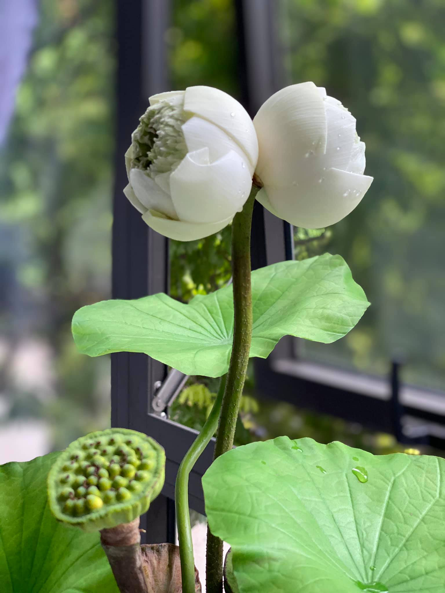 Qu&yacute; hiếm những đ&oacute;a sen sinh đ&ocirc;i mang t&ecirc;n Tịnh Đế, gi&aacute; b&aacute;n cao 200.000 đồng/b&ocirc;ng vẫn nhiều người chờ được mua - Ảnh 2.