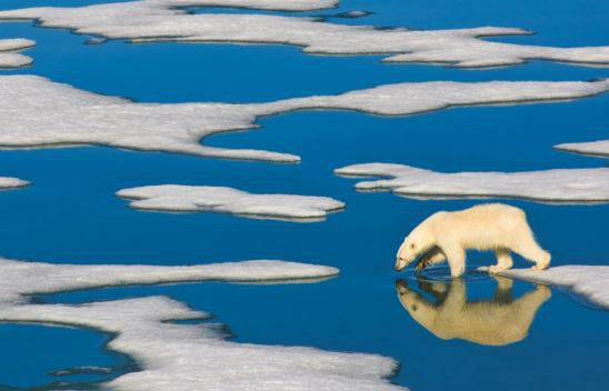 Biến đổi khí hậu sẽ khiến gấu Bắc Cực diệt vong vào cuối thế kỷ 21 - Ảnh 3.
