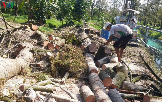 Cây sầu riêng chết hàng loạt, nhà vườn Tiền Giang ồ ạt phá bỏ vườn cây - Ảnh 3.