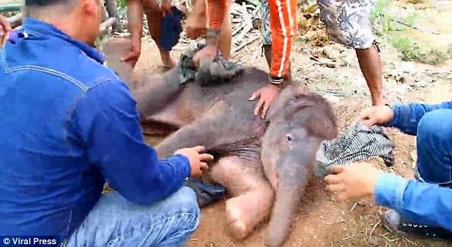 Cảnh tượng voi mẹ giẫm đạp voi con mới sinh không thương tiếc gây ám ảnh nhưng lại bóc trần sự thật chẳng hề dễ chịu - Ảnh 2.