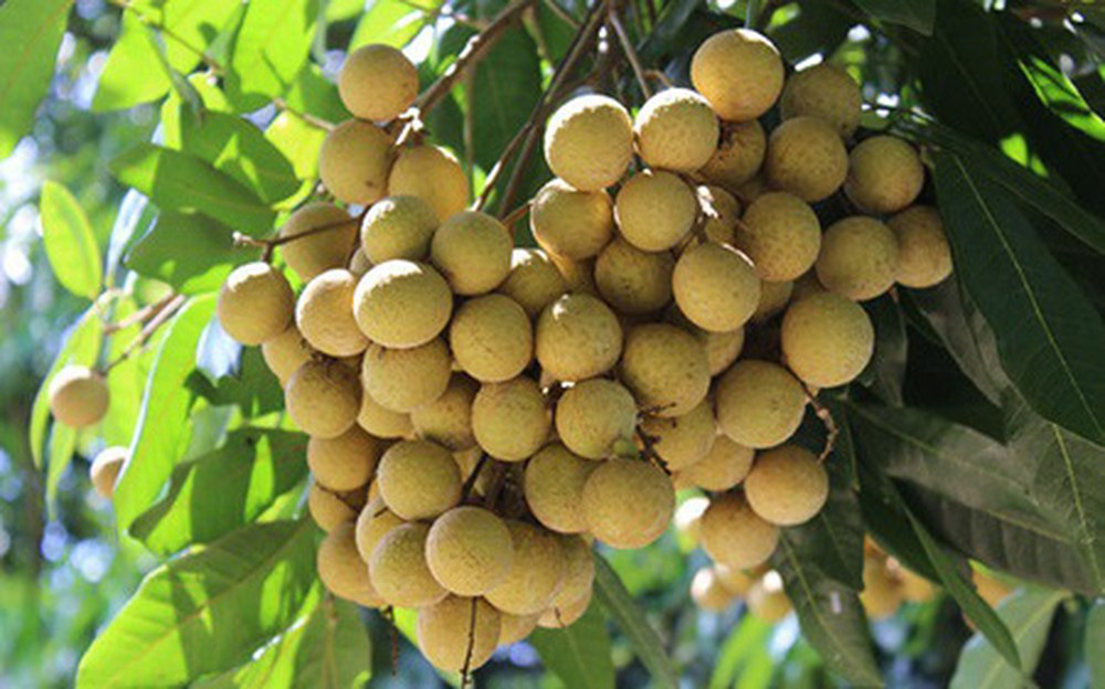 Thèm ăn nhãn đến mấy cũng nhất định phải biết những điều này để được hiệu quả tốt nhất - Ảnh 3. Thèm ăn nhãn đến mấy cũng nhất định phải biết những điều này để được hiệu quả tốt nhất - Ảnh 3.
