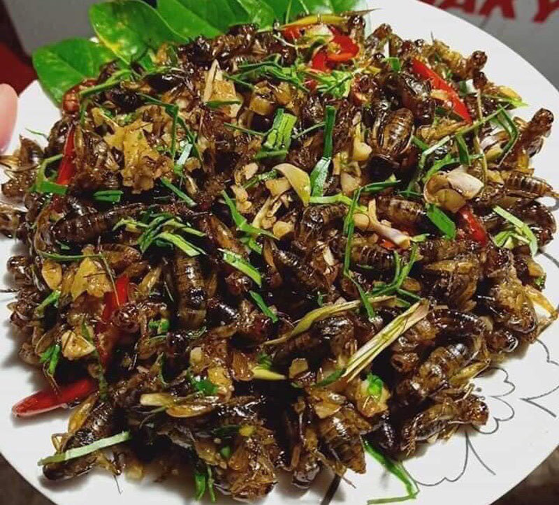 Món lạ dế mèn rang lá chanh, gom 3 ngày mới đủ 1 bữa - Ảnh 2. Món lạ dế mèn rang lá chanh, gom 3 ngày mới đủ 1 bữa - Ảnh 2.
