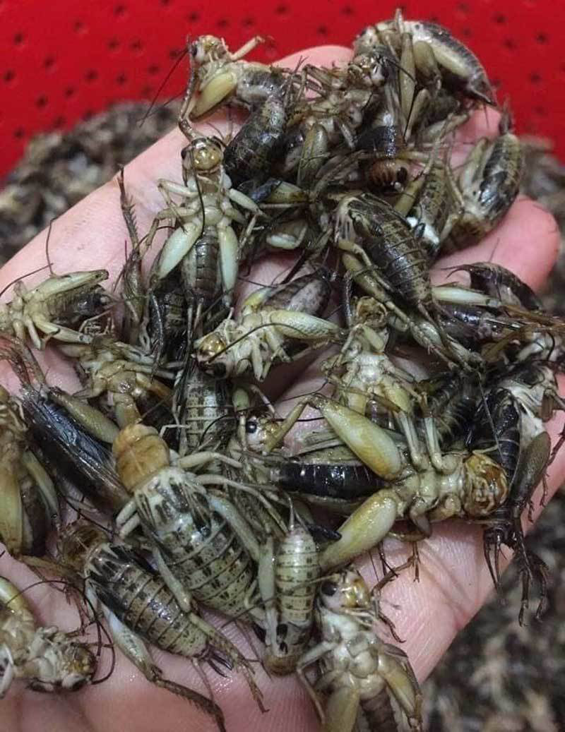 Món lạ dế mèn rang lá chanh, gom 3 ngày mới đủ 1 bữa - Ảnh 3. Món lạ dế mèn rang lá chanh, gom 3 ngày mới đủ 1 bữa - Ảnh 3.