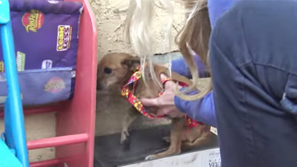 Cô chó bị bỏ rơi trên đường suốt 5 tháng trời, tổ chức động vật đến cứu thì nhận ra điều xót xa ở con vật khi nhấc bổng nó lên - Ảnh 4.