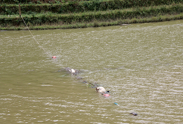 Phát hiện nhiều xác lợn và nội tạng thối rữa trôi dạt trong lòng hồ thủy điện ở Lào Cai - Ảnh 1.