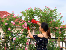 Vườn hồng 70 loại hoa của bà mẹ trẻ - Ảnh 1.