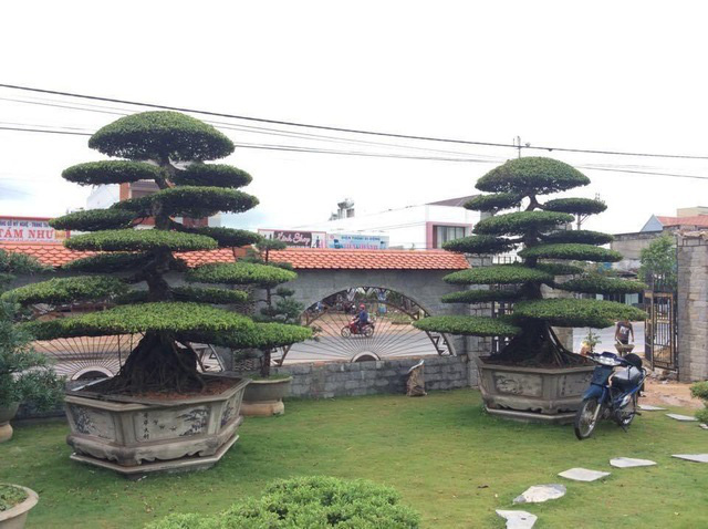 Vườn tùng bạc tỷ rộng 1500m2 trong khuôn viên biệt thự ở Buôn Mê Thuột - Ảnh 4.