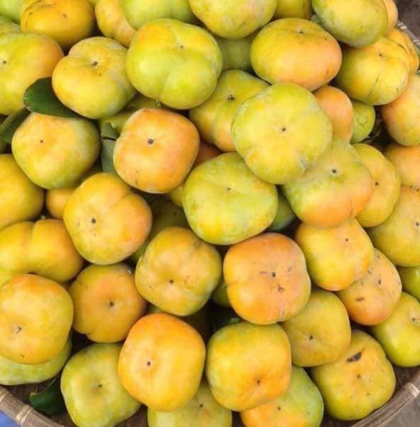 Bất ngờ loại hồng mới: Chẳng cần ngâm vẫn không chát, bao ngọt giòn - Ảnh 4. Bất ngờ loại hồng mới: Chẳng cần ngâm vẫn không chát, bao ngọt giòn - Ảnh 4.