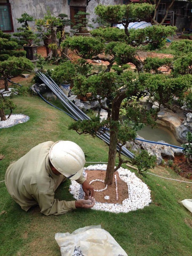 Vườn tùng bạc tỷ rộng 1500m2 trong khuôn viên biệt thự ở Buôn Mê Thuột - Ảnh 5.