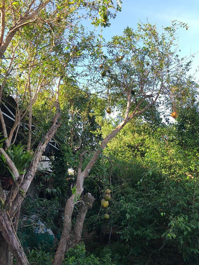 Vườn tùng bạc tỷ rộng 1500m2 trong khuôn viên biệt thự ở Buôn Mê Thuột - Ảnh 6.