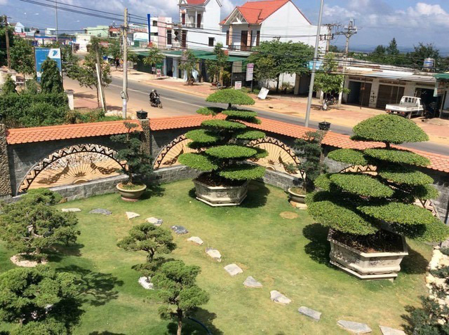 Vườn tùng bạc tỷ rộng 1500m2 trong khuôn viên biệt thự ở Buôn Mê Thuột - Ảnh 8.