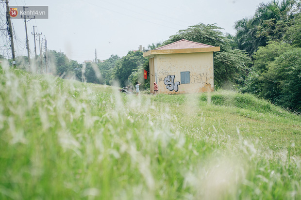 Triền đê cỏ tranh trắng muốt ở Bắc Từ Liêm trở thành điểm chụp ảnh check-in thu hút người dân Hà Nội - Ảnh 1.