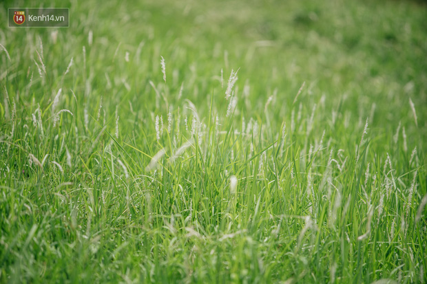 Triền đê cỏ tranh trắng muốt ở Bắc Từ Liêm trở thành điểm chụp ảnh check-in thu hút người dân Hà Nội - Ảnh 2.