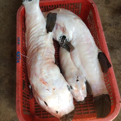 Nhận diện “mỹ nhân ngư” - cá mặt thỏ vừa khiến người đàn ông ở Sài Gòn hôn mê, nguy kịch - Ảnh 2.