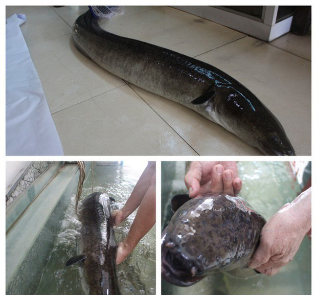 Người dân bắt được 2 con cá lệch khủng trên sông Lam, bán giá 30 triệu đồng - Ảnh 1.