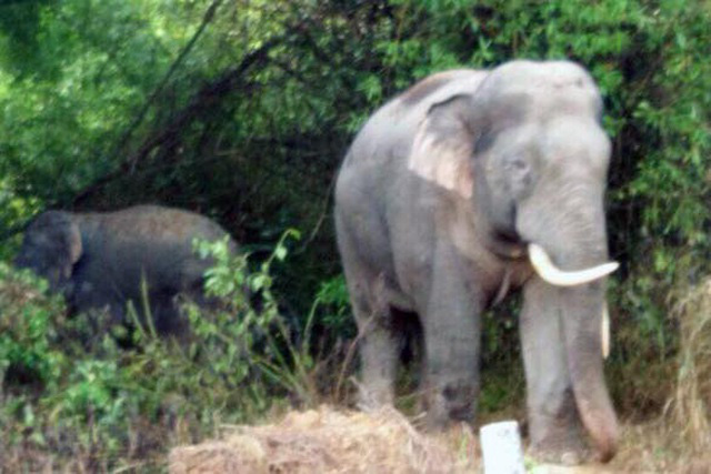 Đàn voi rừng ở Đồng Nai kéo vào rẫy của dân sinh hạ một chú voi con - Ảnh 1.
