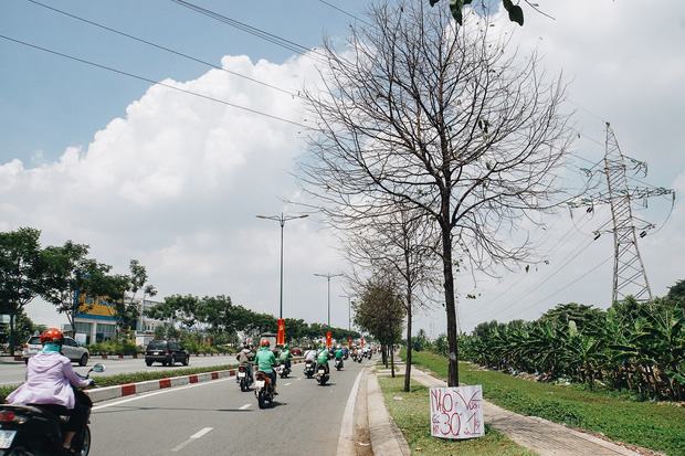 Đàn sâu to bằng ngón tay bò lúc nhúc, ăn trụi lá hàng loạt cây xanh trên đường nội đô đẹp nhất Sài Gòn - Ảnh 1.