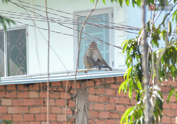 Cận cảnh đàn khỉ “đại náo” khu dân cư ở Sài Gòn khiến người dân mệt mỏi - Ảnh 3.