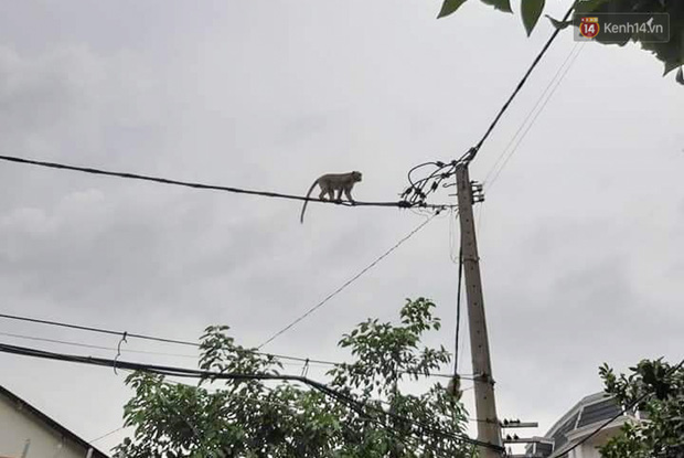 Cận cảnh đàn khỉ “đại náo” khu dân cư ở Sài Gòn khiến người dân mệt mỏi - Ảnh 13.