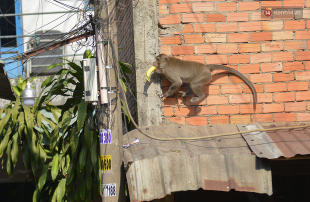 Cận cảnh đàn khỉ “đại náo” khu dân cư ở Sài Gòn khiến người dân mệt mỏi - Ảnh 6.