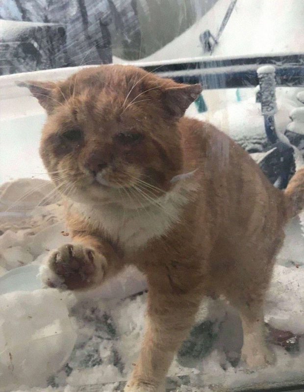Chú mèo mặt khổ, bệnh tật toàn thân gõ cửa nhà dân xin ở nhờ giữa cơn bão tuyết - Ảnh 1.