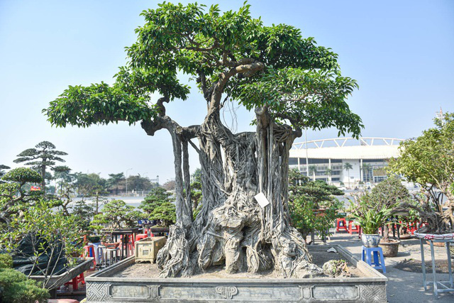 Cây sanh quê ôm đá giá 700 triệu đồng, chờ đại gia đón về chơi Tết - Ảnh 1.