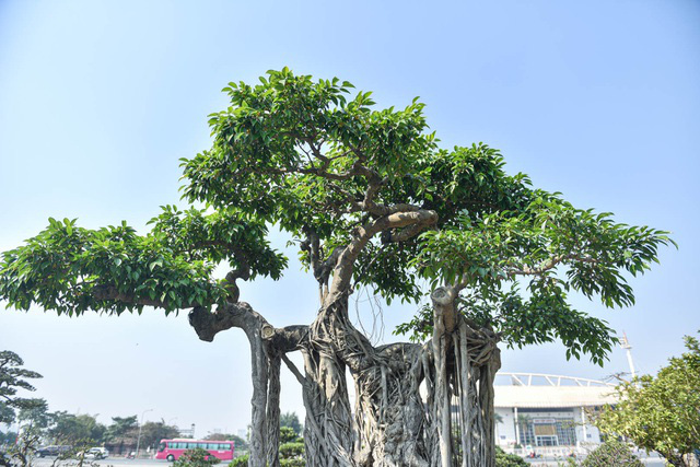 Cây sanh quê ôm đá giá 700 triệu đồng, chờ đại gia đón về chơi Tết - Ảnh 11.