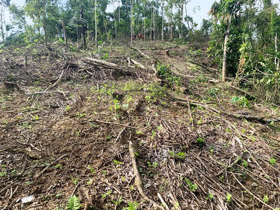 Nghệ An: Bắt 2 lãnh đạo Ban quản lý rừng gây thiệt hại gần 400 triệu đồng - Ảnh 2.