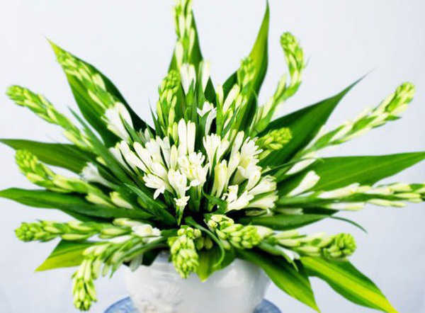 Những loại hoa hợp phong thủy được người Việt chọn trong ngày Tết để hút tài lộc - Ảnh 2.