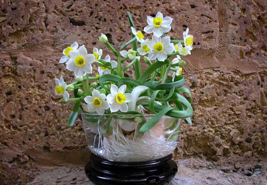 Những loại hoa hợp phong thủy được người Việt chọn trong ngày Tết để hút tài lộc - Ảnh 9.