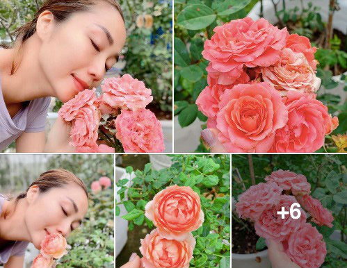 Ốc Thanh Vân khoe vườn hồng đẹp kiều diễm - Ảnh 4.