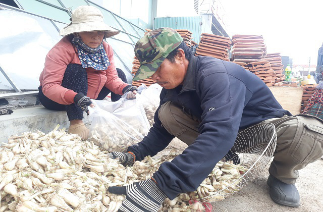 Gi&aacute; kiệu Tết tăng cao, n&ocirc;ng d&acirc;n phấn khởi thu l&atilde;i tiền triệu mỗi s&agrave;o - Ảnh 2.