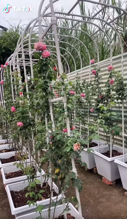 Ốc Thanh Vân khoe vườn hồng đẹp kiều diễm - Ảnh 6.