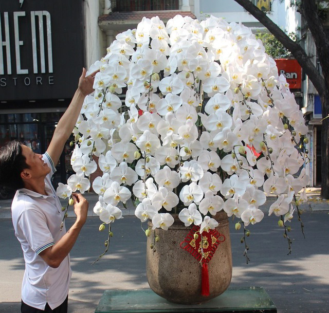 Hết chơi lan nữ hoàng, Tết này dân Việt lại chuyển sang chơi lan công chúa - Ảnh 2.