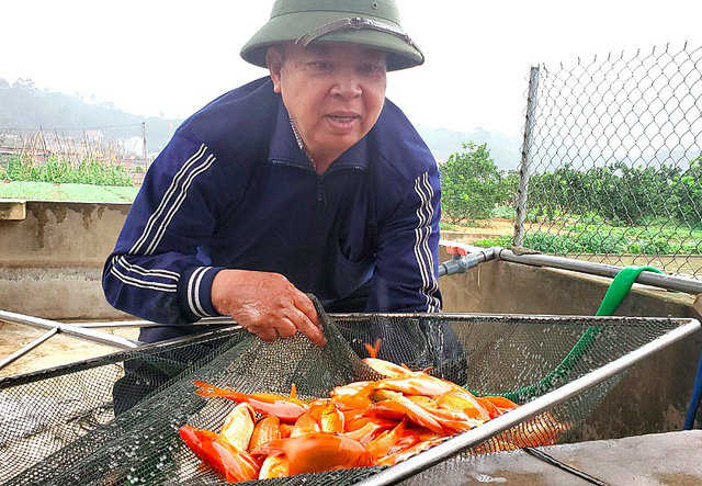 Tết ông Công, ông Táo: Người nuôi cá chép nhận đặt cọc hàng trăm triệu đồng - Ảnh 2.