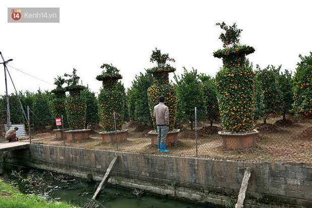 Vườn quýt lục bình “siêu to khổng lồ” của nghệ nhân ở Hưng Yên: Tôi mua 400 cây nhưng chỉ chọn được 30 cây - Ảnh 1.