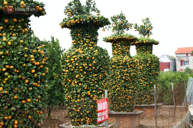 Vườn quýt lục bình “siêu to khổng lồ” của nghệ nhân ở Hưng Yên: Tôi mua 400 cây nhưng chỉ chọn được 30 cây - Ảnh 2.