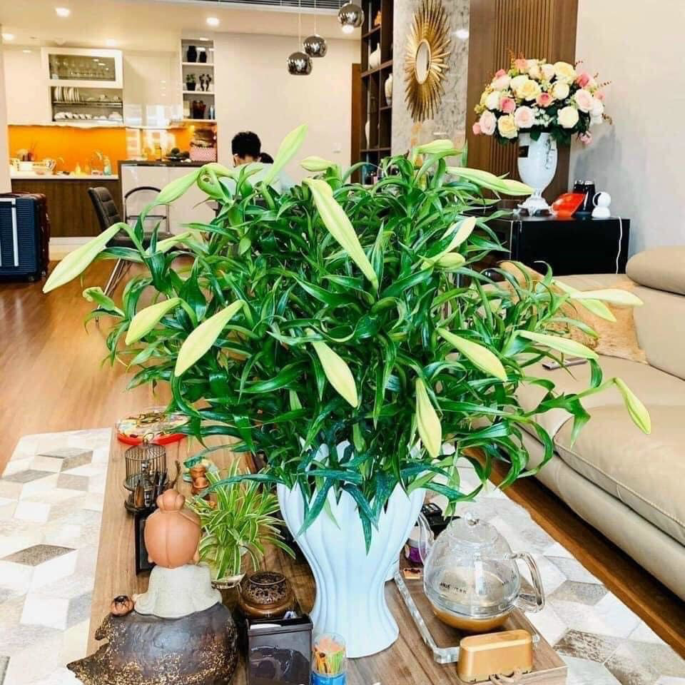 Hàng hot Tết này: Lọ hoa Bàn tay Phật cắm gì cũng đẹp - Ảnh 3. Hàng hot Tết này: Lọ hoa Bàn tay Phật cắm gì cũng đẹp - Ảnh 3.