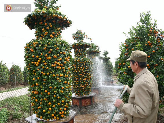 Vườn quýt lục bình “siêu to khổng lồ” của nghệ nhân ở Hưng Yên: Tôi mua 400 cây nhưng chỉ chọn được 30 cây - Ảnh 4.