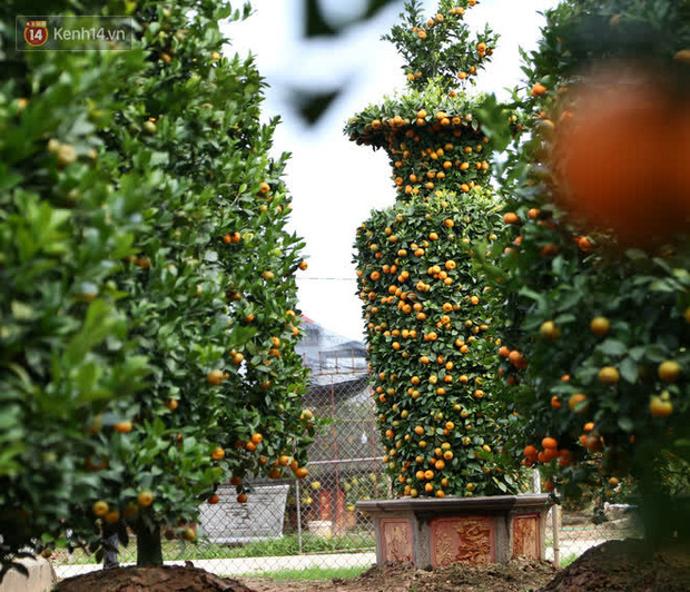 Vườn quýt lục bình “siêu to khổng lồ” của nghệ nhân ở Hưng Yên: Tôi mua 400 cây nhưng chỉ chọn được 30 cây - Ảnh 5.