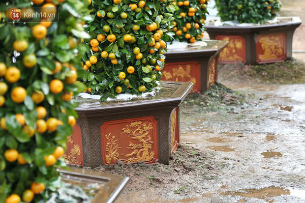 Vườn quýt lục bình “siêu to khổng lồ” của nghệ nhân ở Hưng Yên: Tôi mua 400 cây nhưng chỉ chọn được 30 cây - Ảnh 7.